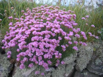 FlowersAtPolzeath2006-06-14 030.JPG