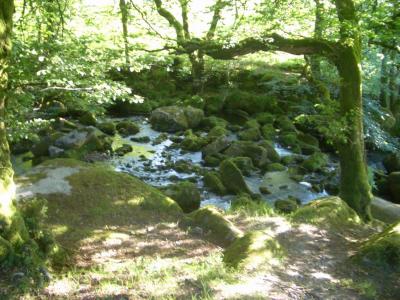 Dartmoor2006-06-19 028.JPG