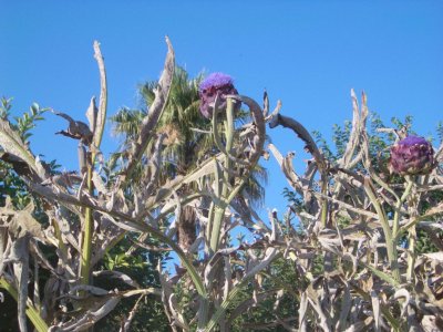 ArtichokeAtDrousieaVillageCyprus2006-07-04 033.JPG