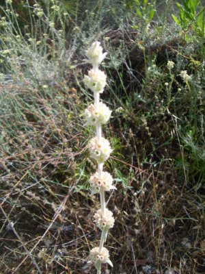 FlowerTroodosCyprus2006-06-29 076.JPG