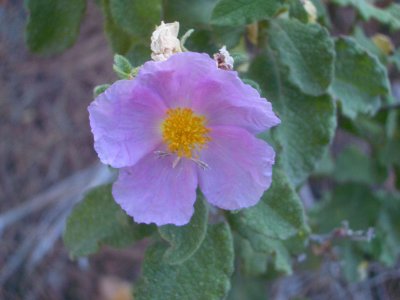 RockRoseTroodosCypuus2006-06-28 005.JPG