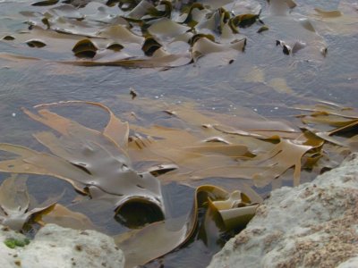 GiantKelp8340.JPG
