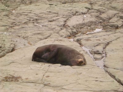 Seal8358.JPG