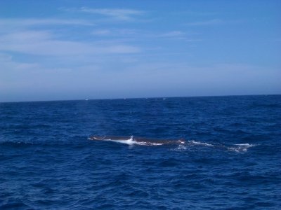 SpermWhale8333.JPG