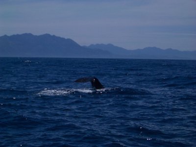 SpermWhale8336.JPG