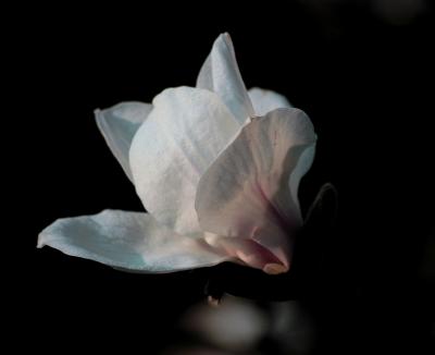 magnolia.