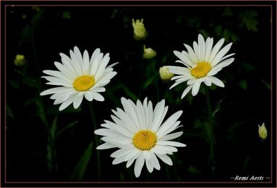 Afbeelding 045