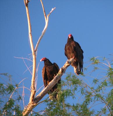 Turkey Vultures are back!