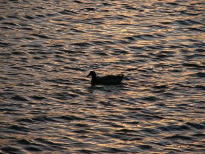 Lone duck at sunset............