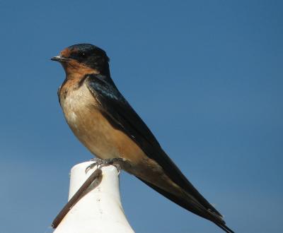 A regal looking Barn Swallow..........
