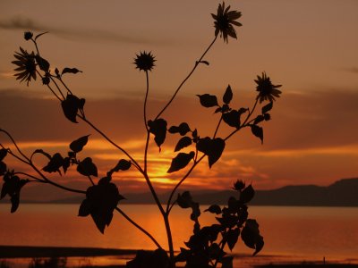 A Utah sunset through the eyes of Helianthella uniflora (little sunflower)