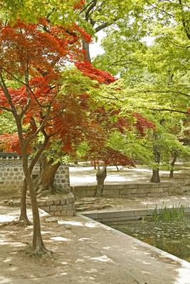 Trees in the Secret Garden