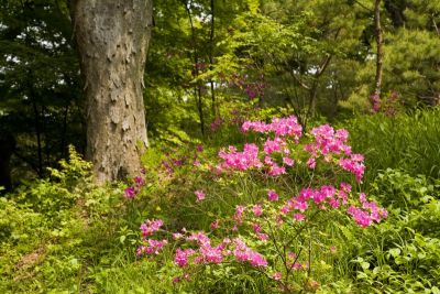 Woods and Flowers