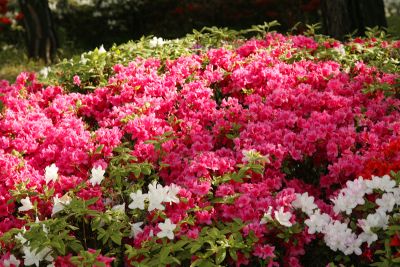 Flowers at the Memorial