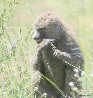 tanzania_2011