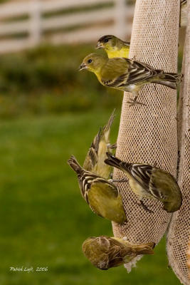 Lesser Goldfinches