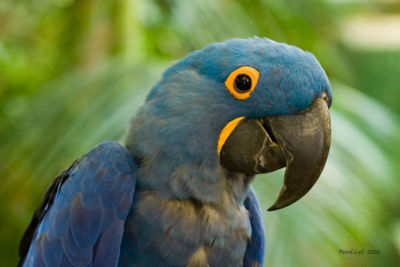 Hyacinth Macaw