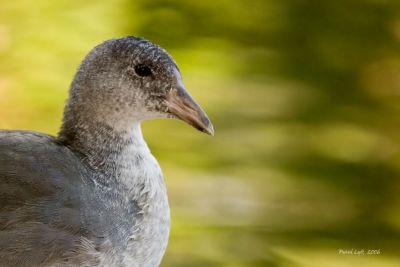 American Coot (Immature)