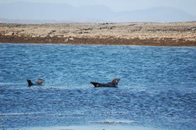 Seals, Aran Islands, Inis Mor