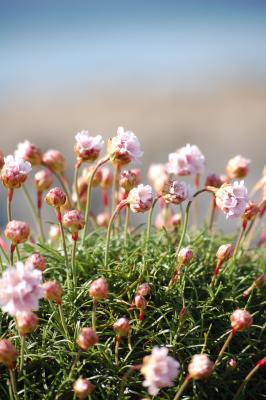 Aran Islands, Inis Mor