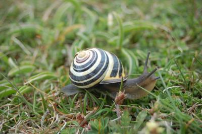 Snail, Coastline, Aran Islands, Inis Mor
