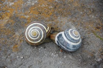 Snails of Infinity, Coastline, Aran Islands, Inis Mor