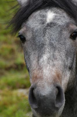 Pony Outside Murrisk and Westport