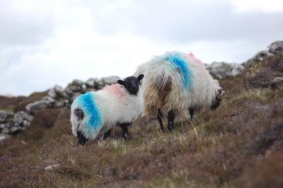 Sheep