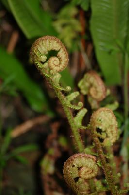 Fern