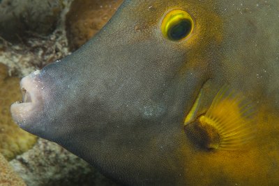 Bonaire Fish