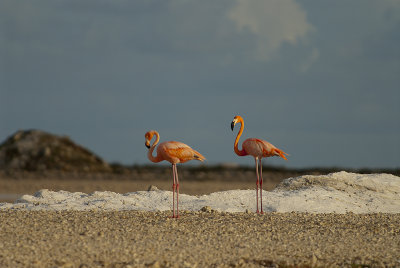Flamingo1