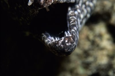 Bonaire Eels