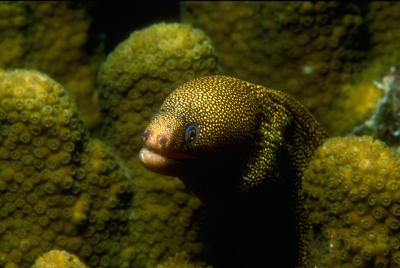 Goldentail Moray Eel