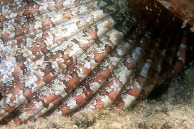 Scorpion Fish
