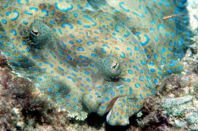 Peacock Flounder