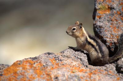 Golden-Mantled Ground Squirrel, Yellowstone