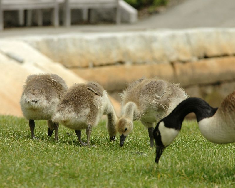 The Goose Family