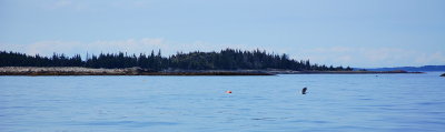 Jumping Seal Off Isle Au Haut