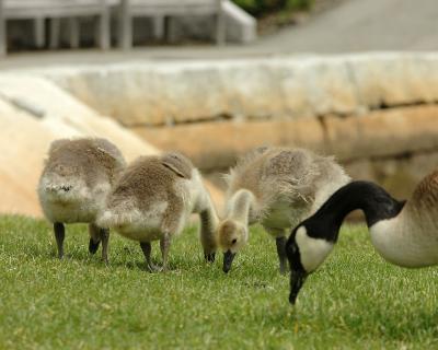 The Goose Family