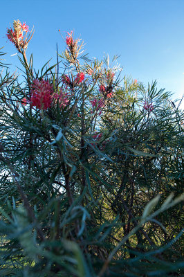 Red Silky Oak