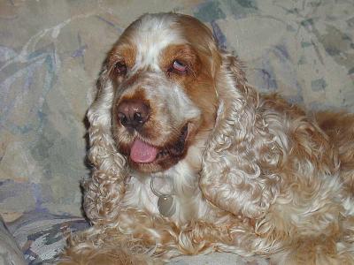 Rescued Cocker Spaniels