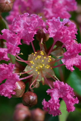 Crepe Myrtle 21/12