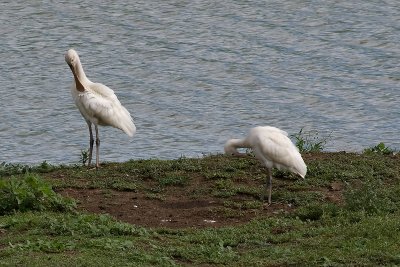 Yellow Billed Spoonbills 26/01