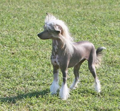Chinese Crested Puppy