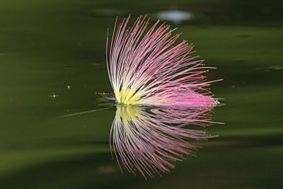 mimosa4.jpg