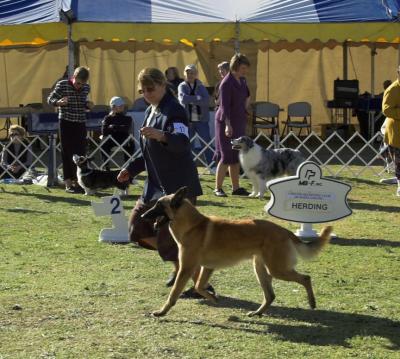 Belgian Malinois in Herding Group