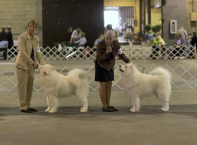 From Best of Breed Competition