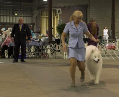 Bred By Exhibitor Dog Class - 2nd Place