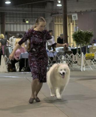 Bred By Exhibitor  Dog Class - Winner