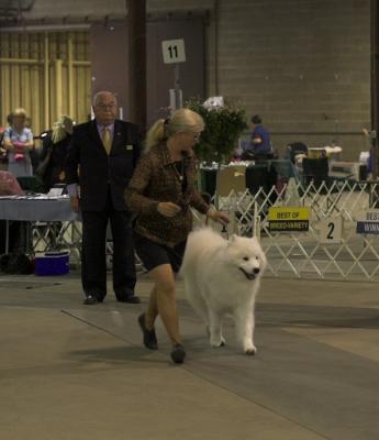 Best of Breed Competition #51